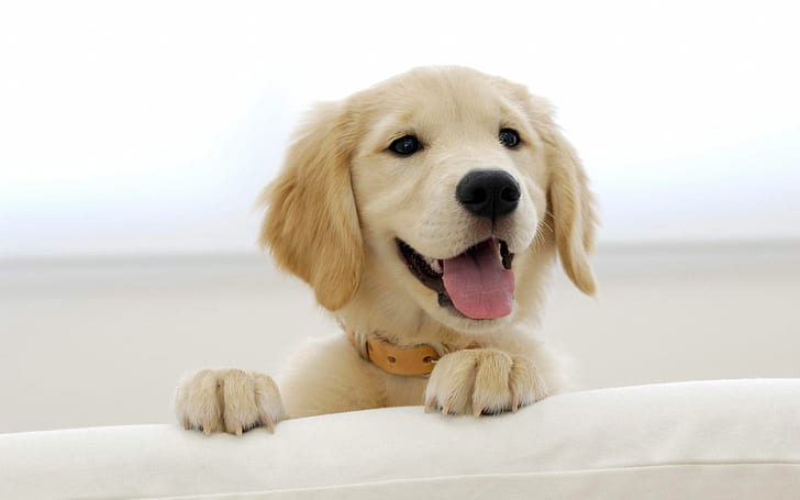 dog-profile